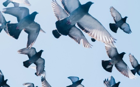 Piccioni a scuola: 600 euro per rimuovere il guano