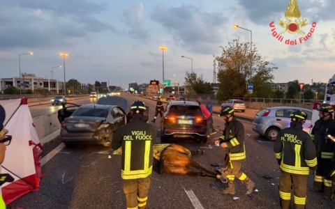 Cavalli in fuga sulla Valassina, maxi incidente LE FOTO