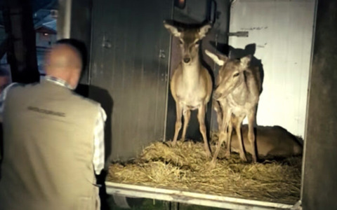 Una nuova casa tra le montagne per tre cerve salvate dai volontari: lanciato un appello alla solidarietà