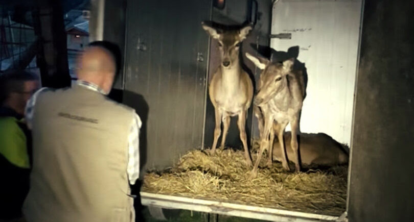 Una nuova casa tra le montagne per tre cerve salvate dai volontari: lanciato un appello alla solidarietà