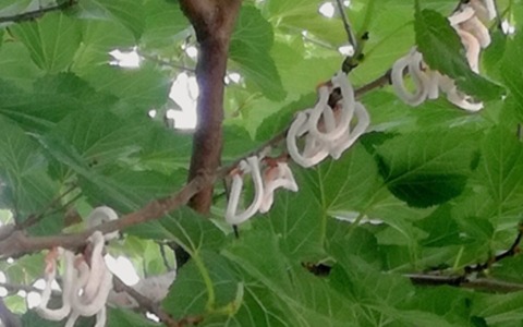 Anche a Merate arriva la Takahashia japonica