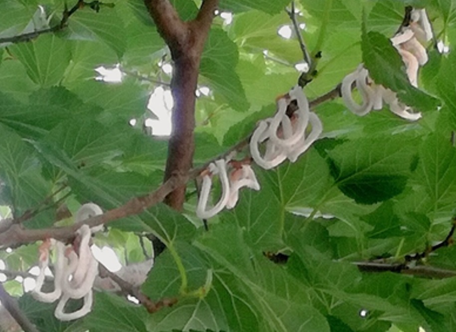 Anche a Merate arriva la Takahashia japonica