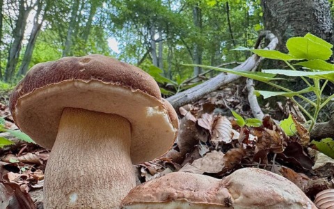 Tra afa e temporali arriva la sorpresa: nei boschi del Lecchese è già tempo di funghi
