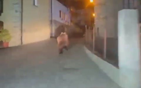 Orso in fuga tra le case: il video girato in Valtellina è virale sul web