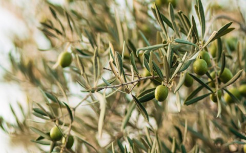Olio extravergine di oliva DOP “Laghi Lombardi”: la Comunità Montana intende avviare l’iter per modificare l’areale di produzione