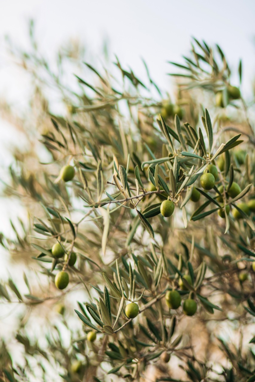 Olio extravergine di oliva DOP “Laghi Lombardi”: la Comunità Montana intende avviare l’iter per modificare l’areale di produzione