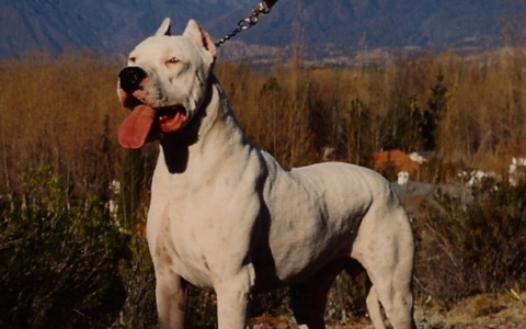 Aggredita da un cane, la salva lo spray al peperoncino