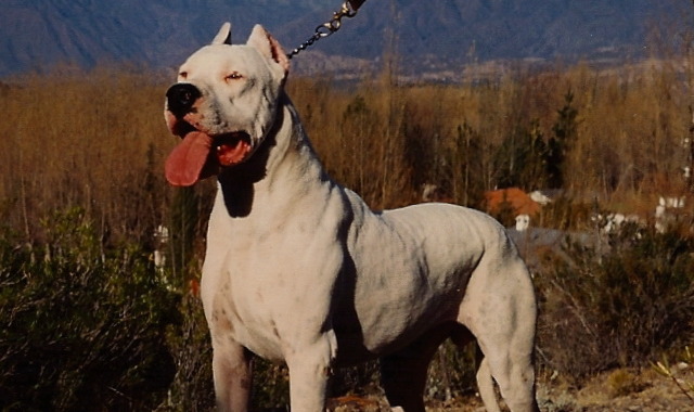 Aggredita da un cane, la salva lo spray al peperoncino