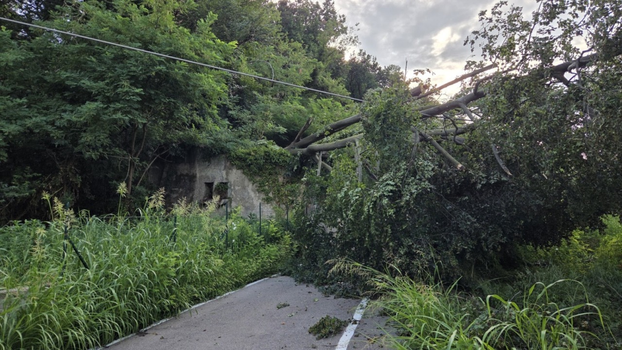 Cade un albero, via Conte Taverna a Bulciago chiusa fino a venerdì