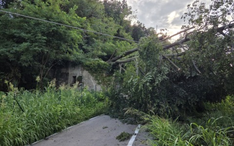 Cade un albero, via Conte Taverna a Bulciago chiusa fino a venerdì