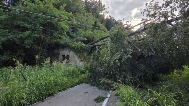 Cade un albero, via Conte Taverna a Bulciago chiusa fino a venerdì