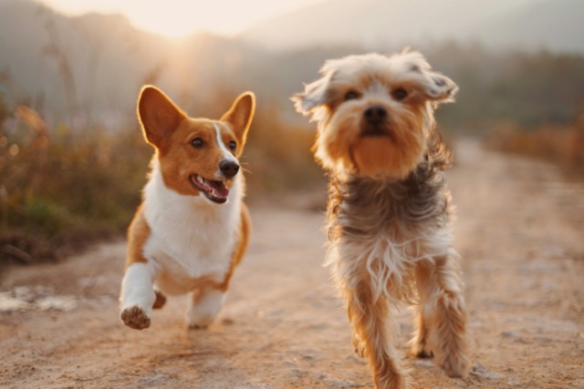 Giornata internazionale del cane 2026, manda la foto del tuo amico a quattro zampe al Giornale di Merate!