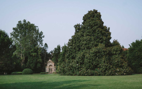 Una maestosa magnolia di via Statale diventa albero monumentale