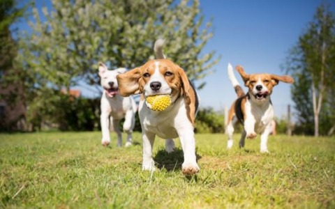 Caldo e animali domestici, i consigli di Ats Brianza per proteggere cani e gatti durante l’estate
