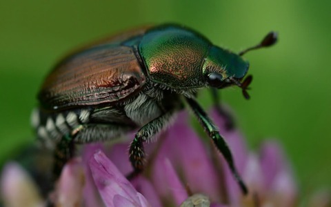 Popillia Japonica, Fragomeli attacca la Regione: “Respinta la mia mozione urgente”