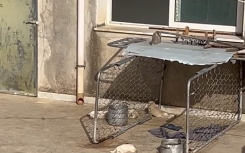 Cuccioli morti sotto al sole: la Brambilla annuncia l’azione legale