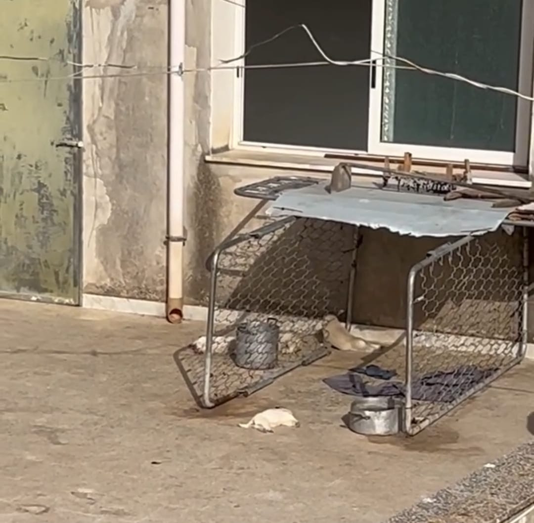 Cuccioli morti sotto al sole: la Brambilla annuncia l’azione legale