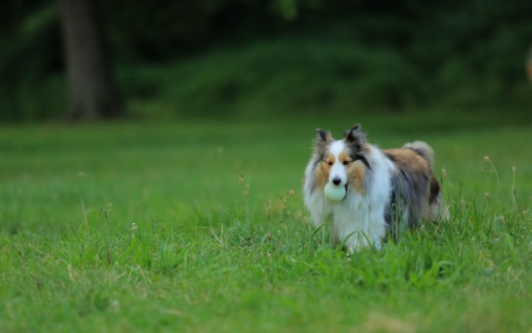 Giardini pubblici e aree cani: soluzioni e norme per le pubbliche amministrazioni