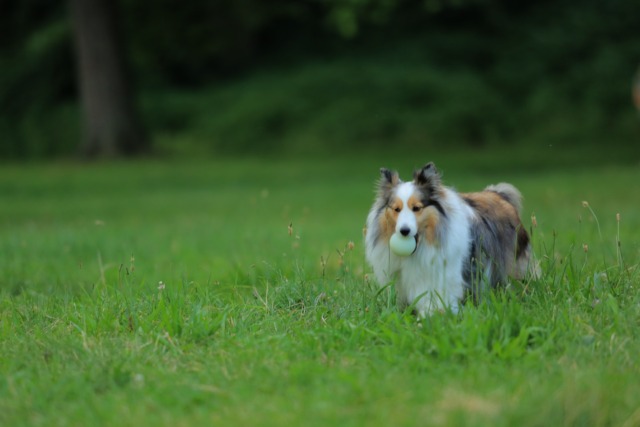 Giardini pubblici e aree cani: soluzioni e norme per le pubbliche amministrazioni