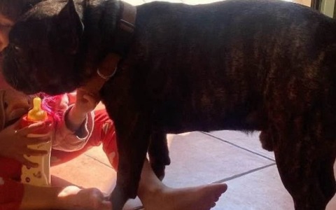 Scomparso Bonito, il bulldog francese dell’ex sindaco di Arcore