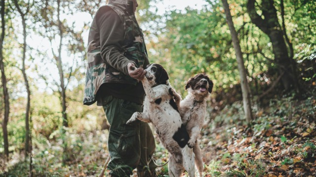 Addestra cani da caccia nel Parco del Curone: identificato e sanzionato dalle Gev
