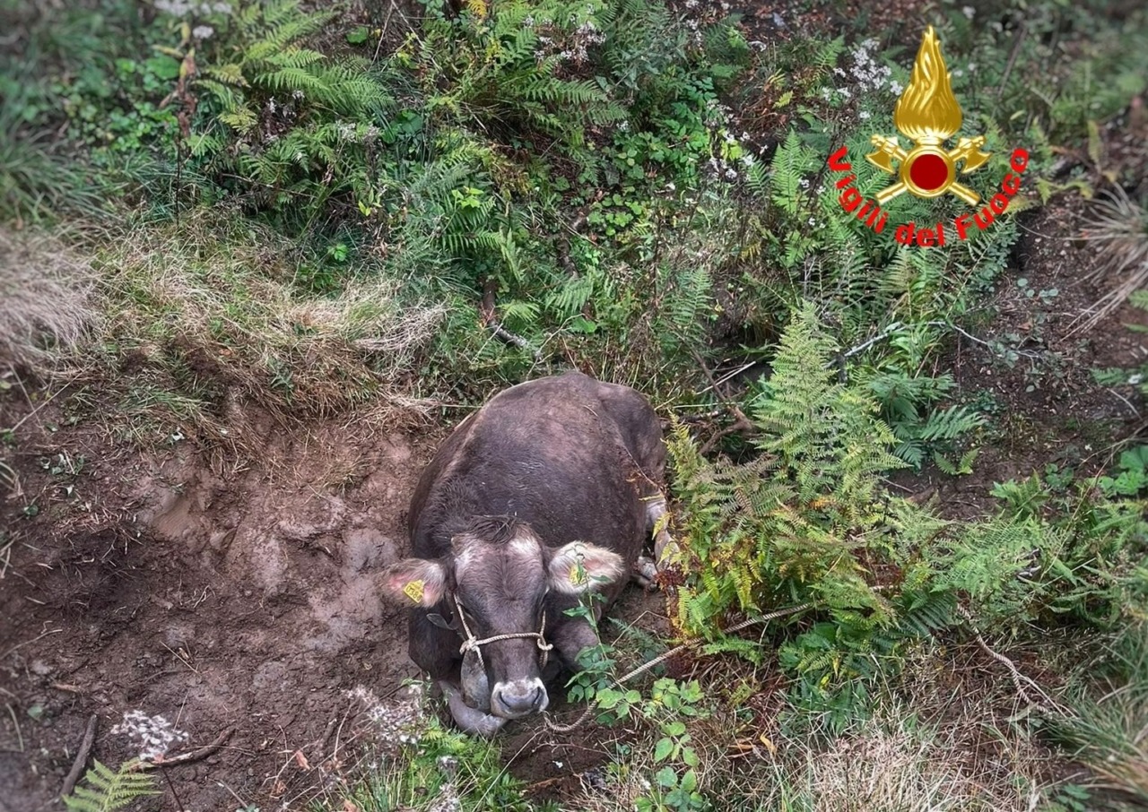 Cade in una voragine incinta all’ottavo mese, mucca salvata dai Vigili del fuoco VIDEO