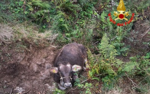Cade in una voragine incinta all’ottavo mese, mucca salvata dai Vigili del fuoco VIDEO