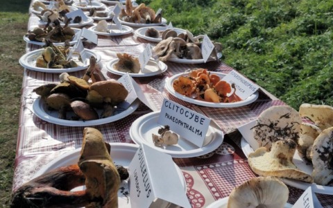 “Porcino a chi?!”, evento autunnale a Cascina Rapello
