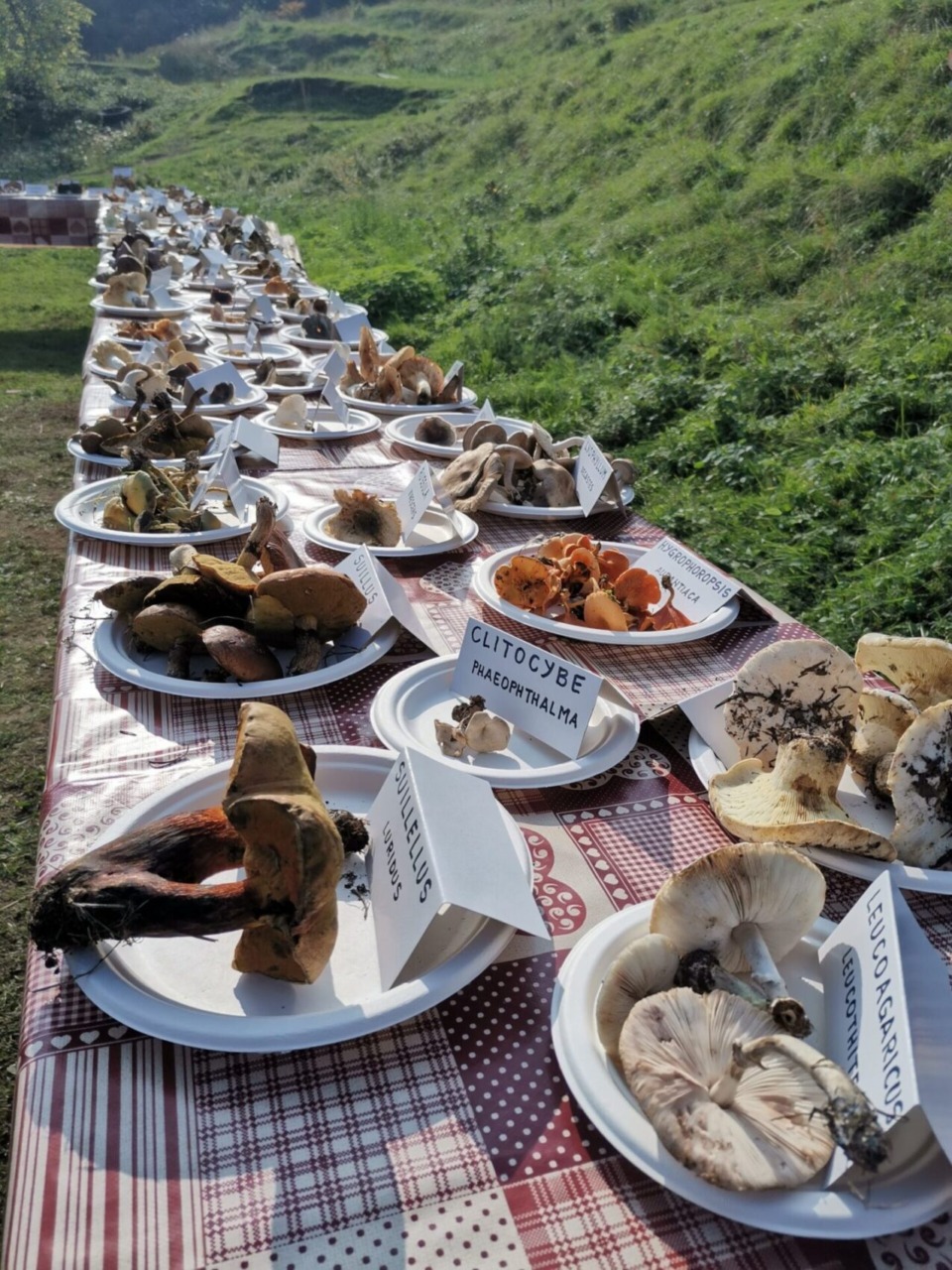 “Porcino a chi?!”, evento autunnale a Cascina Rapello